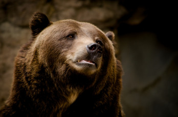 Картинка животные медведи портрет морда
