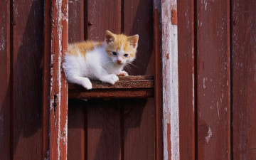 Картинка животные коты белый рыжий котенок