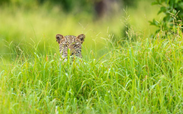 Картинка животные леопарды трава леопард