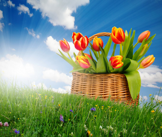 Обои картинки фото цветы, тюльпаны, весна, солнце, корзина, букет