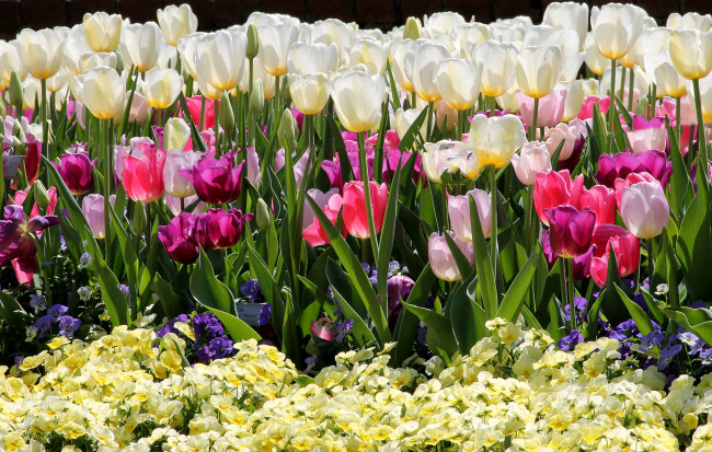 Обои картинки фото цветы, разные вместе, тюльпаны, виола