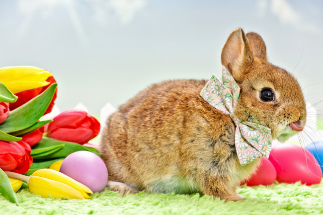 Обои картинки фото животные, кролики,  зайцы, праздник, пасха, цветы, тюльпаны, кролик, бантик, яички