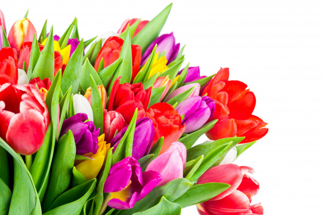 Обои картинки фото цветы, тюльпаны, colorful, tulips, flowers