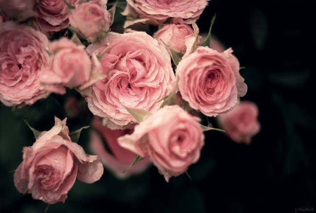 Обои картинки фото цветы, розы, букет, капли, лепестки
