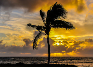 Картинка природа восходы закаты пальма океан горизонт