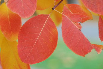 Картинка природа листья оранжевые осень макро