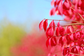 Картинка природа листья ветки фон красные макро осень