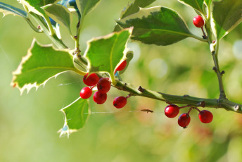 Картинка природа Ягоды ягоды макро листья ветка