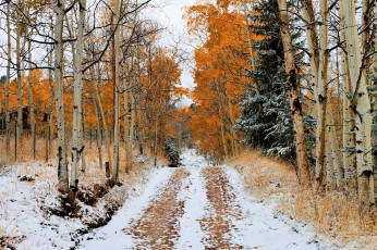 Картинка природа дороги осень деревья снег