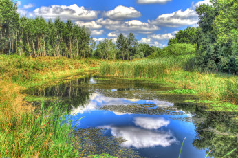 Картинка природа реки озера озерко лес заросли