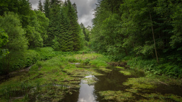 Картинка природа реки озера озеро заросли лес