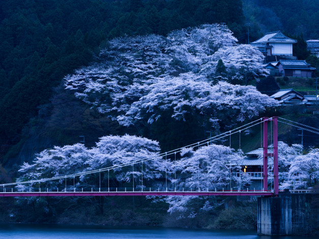 Обои картинки фото города, - мосты, Япония, мост, деревья, склон, весна, цветение, сакура, вечер