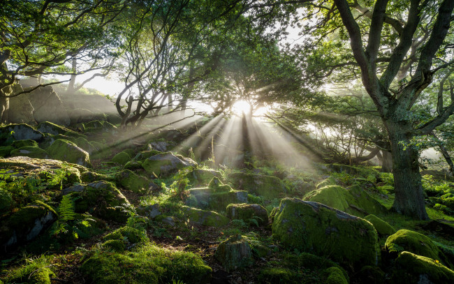 Обои картинки фото природа, лес, деревья, туман, мох, камни, лучи, солнце, утро