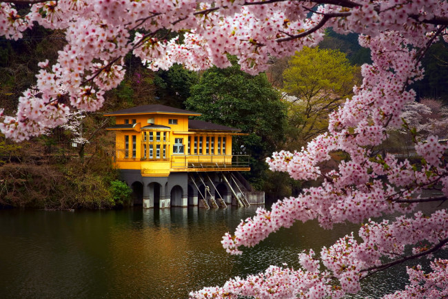 Обои картинки фото города, - пейзажи, сакура, ветки, kamakita, озеро, дом, апрель, весна, морояма, посёлок, сайтама, префектура, остров, хонсю, Япония, цвет