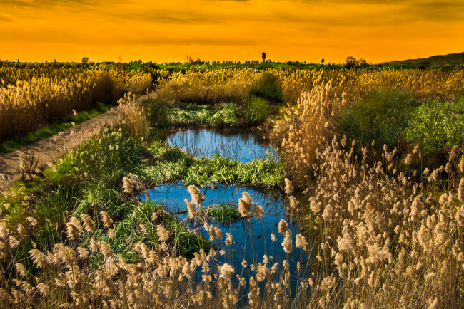 Обои картинки фото природа, поля, вода, трава, поле