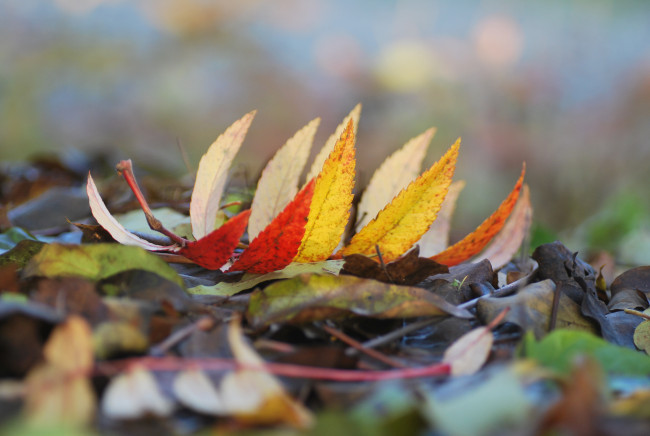 Обои картинки фото природа, листья, макро, осень