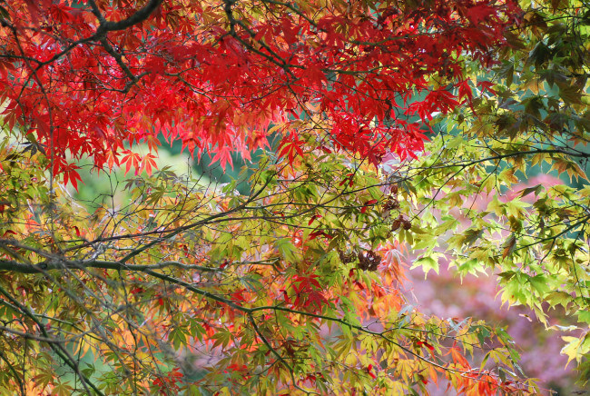 Обои картинки фото природа, листья, осень, ветки, деревья