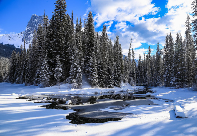 Обои картинки фото природа, зима, ели, речка, снег