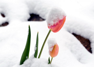 Картинка цветы тюльпаны снег
