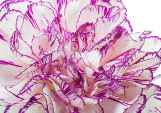 Картинка разное компьютерный+дизайн лепестки цветок гвоздика