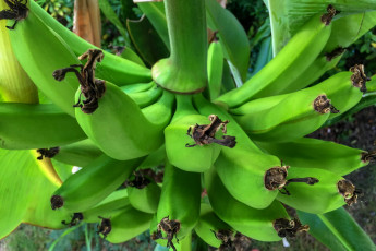 Картинка природа плоды бананы
