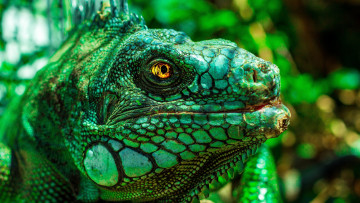Картинка животные Ящерицы +игуаны +вараны ящерица игуана зеленая