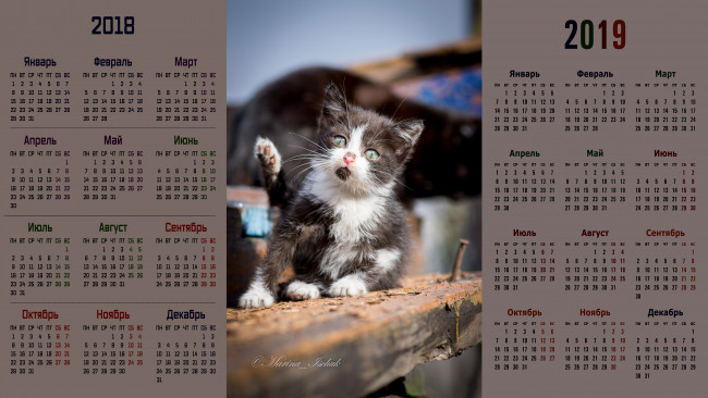 Обои картинки фото календари, животные, котенок, взгляд