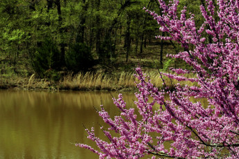 Картинка природа реки озера цветение весна река