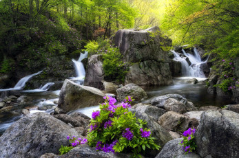 Картинка природа водопады камни цветы водопад