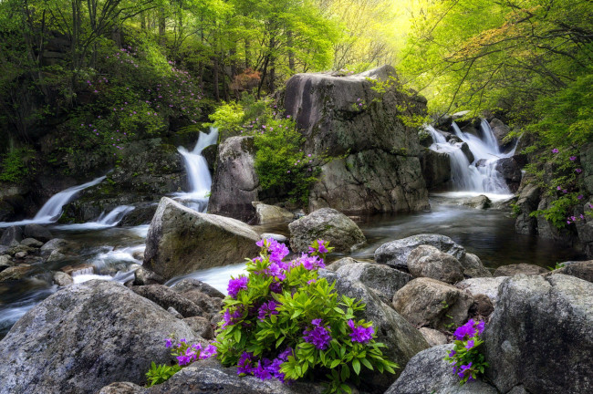 Обои картинки фото природа, водопады, камни, цветы, водопад