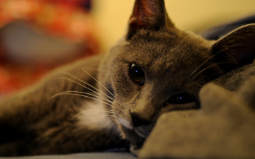 Картинка животные коты кот серый отдых