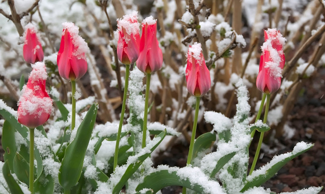 Обои картинки фото цветы, тюльпаны, розовые, бутоны, снег