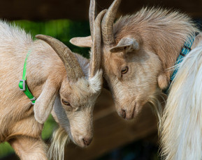 Картинка животные козы козлы