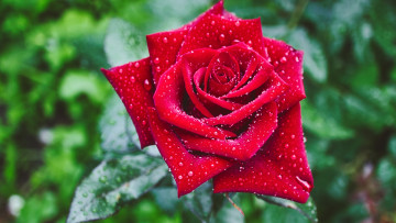 Картинка цветы розы капли роза макро