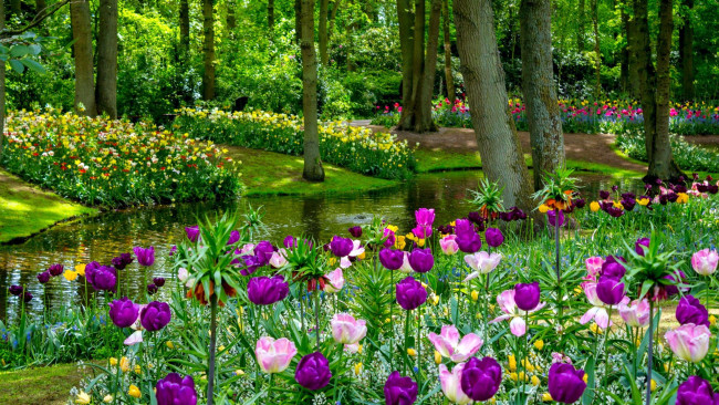 Обои картинки фото keukenhof park, netherlands, природа, парк, keukenhof, park