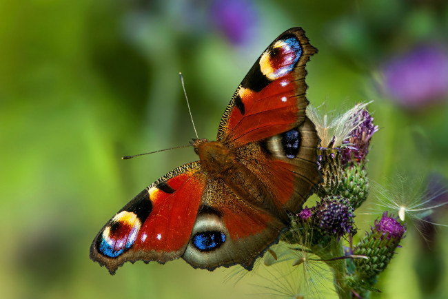 Обои картинки фото животные, бабочки,  мотыльки,  моли, бабочка