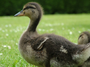 обоя duckling, животные, утки