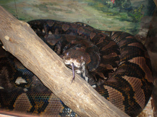 Картинка николаевский террариум животные змеи питоны кобры