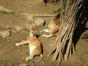 Картинка николаевский зоопарк львы животные
