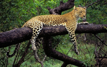 Картинка животные леопарды леопард дерево отдых