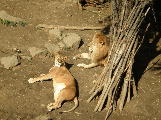 Обои картинки фото николаевский, зоопарк, львы, животные