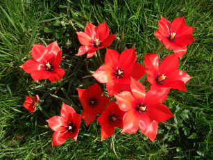 Картинка цветы тюльпаны tulips