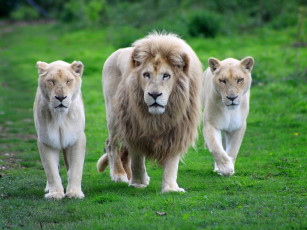 Картинка животные львы хищники львицы прайд
