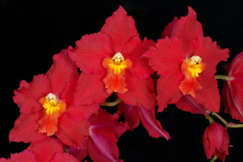 Картинка цветы орхидеи ветка красный