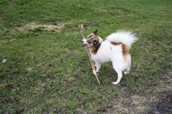 Картинка животные собаки палка dog