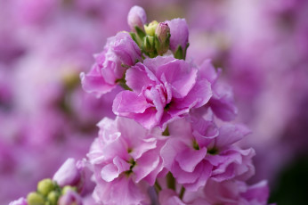 Картинка цветы левкой матиола розовый