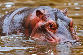 Картинка животные бегемоты вода