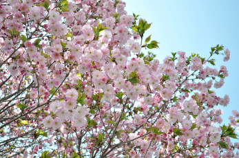 Картинка цветы сакура вишня розовый нежность