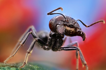 Картинка животные насекомые муравей