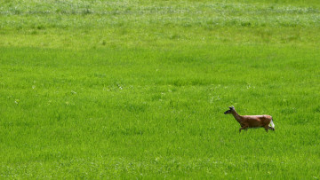 Картинка животные олени лето трава